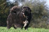 DOGUE DU TIBET 659